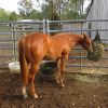 2019 AQHA/PHAA Show filly on HorseYard.com.au