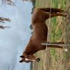 Looking for a Home on HorseYard.com.au