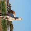 Part bred Arabian  on HorseYard.com.au