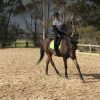 Handsome TB Gelding on HorseYard.com.au