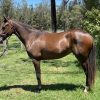 Unbroken filly on HorseYard.com.au