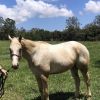 Flashy Palomino Appaloosa gelding on HorseYard.com.au