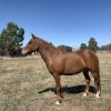 Chestnut Brumby Mare on HorseYard.com.au