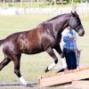 14yo QH Mare  on HorseYard.com.au