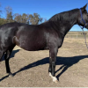 European SJ Broodmare on HorseYard.com.au