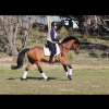 Elementary Dressage Pony GRPx  on HorseYard.com.au