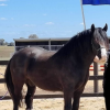 GYPSY COB (75%) GELDING, 6YO, 15.3hh (Registered) on HorseYard.com.au