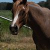 Pure Arabian Rabicano Chestnut Mare on HorseYard.com.au