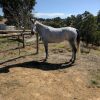 Pure bred Arabian mare on HorseYard.com.au