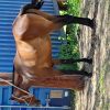 Stockhorse mare on HorseYard.com.au