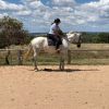 Stunning mare on HorseYard.com.au