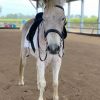 Fleabitten Intermediate Horse on HorseYard.com.au