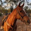 Smart quiet TB gelding on HorseYard.com.au