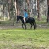 Beautiful Steel Grey registered Welsh X Aus pony on HorseYard.com.au