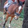 Horse and Gear for Sale on HorseYard.com.au