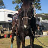 Black ASH Gelding on HorseYard.com.au