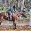 dual registered Qtr/paint. DOB: 8/12/16 . Bay Gelding, approx. 15.1 hh. on HorseYard.com.au