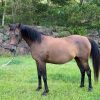 Brown Arabian mare on HorseYard.com.au