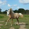 Palomino filly on HorseYard.com.au