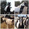 50% GYPSY COB on HorseYard.com.au