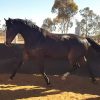 Purrealist x Commands x Encosta Mare on HorseYard.com.au