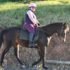 Brown/Black TB Mare on HorseYard.com.au