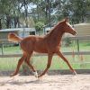 Trying to find - Lauries As 2015 gelding on HorseYard.com.au