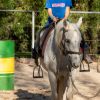 Arab x Welsh Gelding on HorseYard.com.au