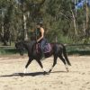 Mirinda Midnight Mink - ARP Mare  on HorseYard.com.au