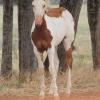 Paint weanling filly on HorseYard.com.au