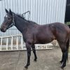 Pluck Gelding - Untried :  Mount Jukes on HorseYard.com.au