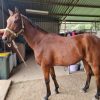 Pluck Gelding - Untried:  Mount Surprise on HorseYard.com.au