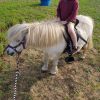 Quiet Shetland Pony on HorseYard.com.au