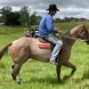 RED ROAN QUARTER HORSE GELDING - EXCELLENT QUIET RIDING HORSE on HorseYard.com.au