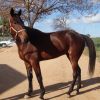 Mighty Jack - recently retired Standardbred on HorseYard.com.au