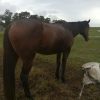 Horse for sale on HorseYard.com.au