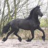 Boombproof friesian horse on HorseYard.com.au