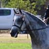 Show Hunter Pony on HorseYard.com.au