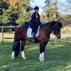 Lovely bay Clydie X QH mare on HorseYard.com.au