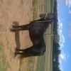 REG australian pony gelding on HorseYard.com.au