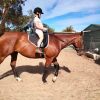 17 hand 7yr old  thoroughbred gelding on HorseYard.com.au