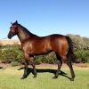 OTT 4 y/o mare  on HorseYard.com.au