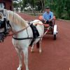 Welsh pony in harness on HorseYard.com.au