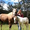 Buckskin Paint Colt  on HorseYard.com.au