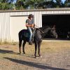 JET BLACK QUARTER HORSE CROSS GELDING on HorseYard.com.au