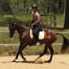 Beautiful Bay Dressage Show or Pony Club TB mare 15.2hh 18yr on HorseYard.com.au