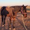 Standardbred mare on HorseYard.com.au