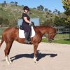 Striking Thoroughbred with huge show potential  on HorseYard.com.au