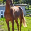 Flashy OTTB on HorseYard.com.au