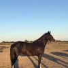 Eva Clydesdale x Quarter Horse  on HorseYard.com.au